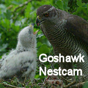 Goshawk Nestcam