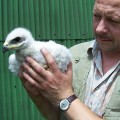 Orzeł przedni (Aquila chrysaetos) - kilkudniowe pisklę