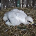 Orzeł przedni (Aquila chrysaetos) - kilkudniowę pisklę