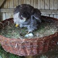 Jastrząb gołębiarz (Accipiter gentilis) - samica na gnieździe