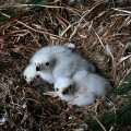 Jastrząb gołębiarz (Accipiter gentilis) - kilkudniowe pisklęta