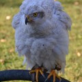 Accipiter gentilis albidus