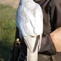 Accipiter gentilis albidus