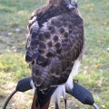 Myszołów rdzawosterny (Buteo jamaicensis)