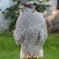 Jastrząb (Accipiter gentilis) - dorosły