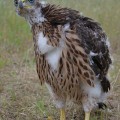 Jastrząb (Accipiter gentilis) - młodociany