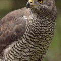 Jastrząb (Accipiter gentilis) - portret