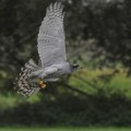 Jastrząb (Accipiter gentilis) - w locie