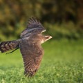 Jastrząb (Accipiter gentilis) - w locie