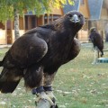 Orzeł przedni (Aquila chrysaetos)