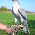 Accipiter gentilis albidus