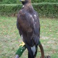 Orzeł przedni (Aquila chrysaetos) - młodociany