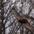 Myszołowiec towarzyski (Parabuteo unicinctus) - w locie