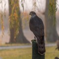 DSC4718-400x267