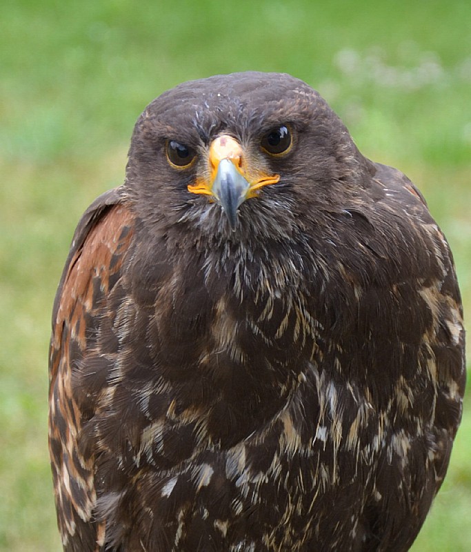 Myszołowiec (Parabuteo unicinctus)