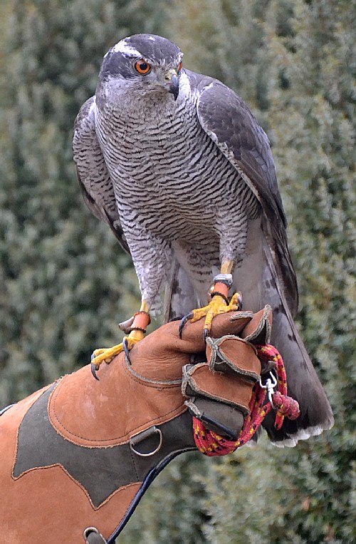 Jastrząb gołębiarz (Accipiter gentilis)