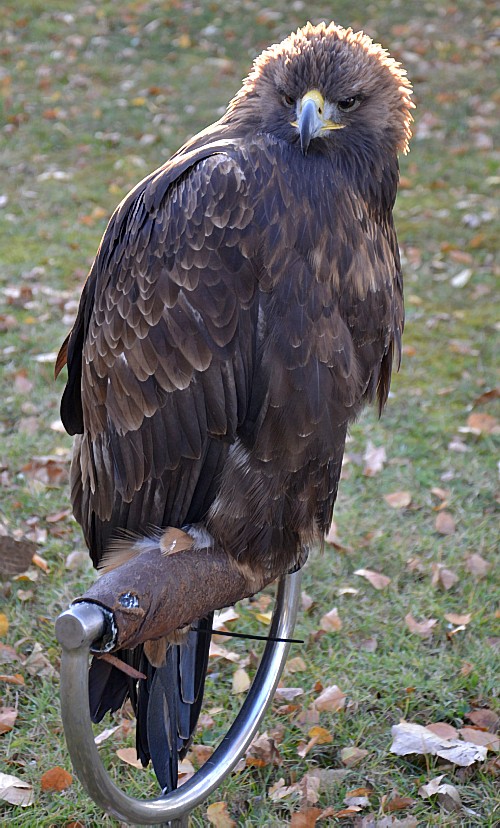 Orzeł przedni (Aquilla chrysaetos)